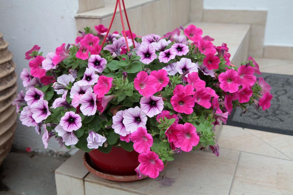 Paralia Guest House Agia Roumeli Exterior photo